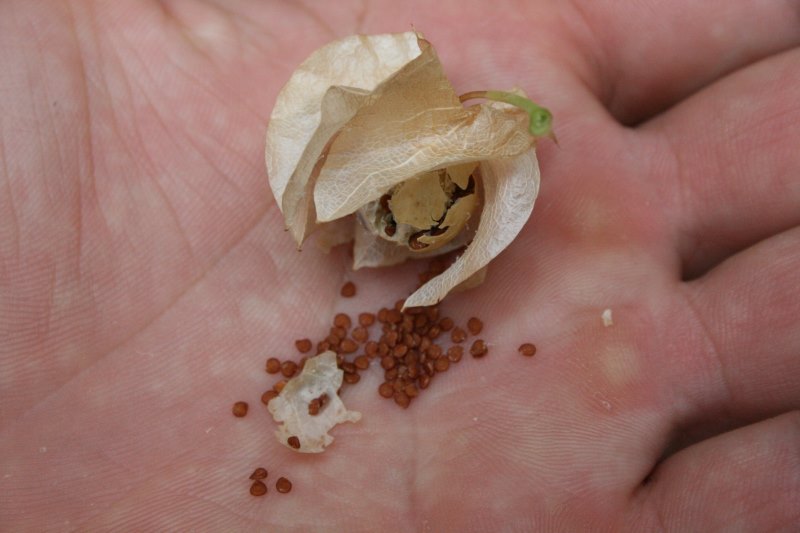 Nicandra physalodes / Nicandra